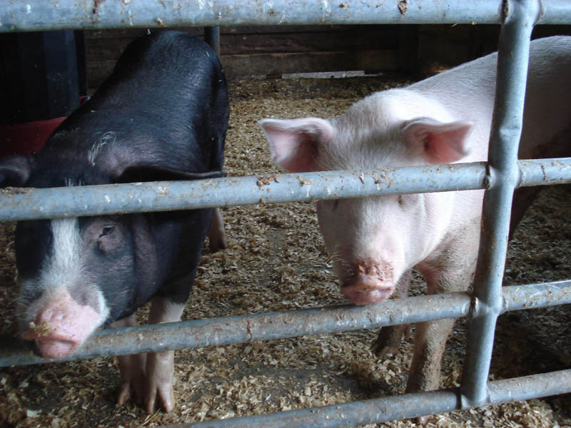 01_Pigs_01