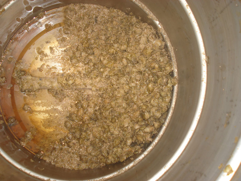 EK_American_Wheat_03