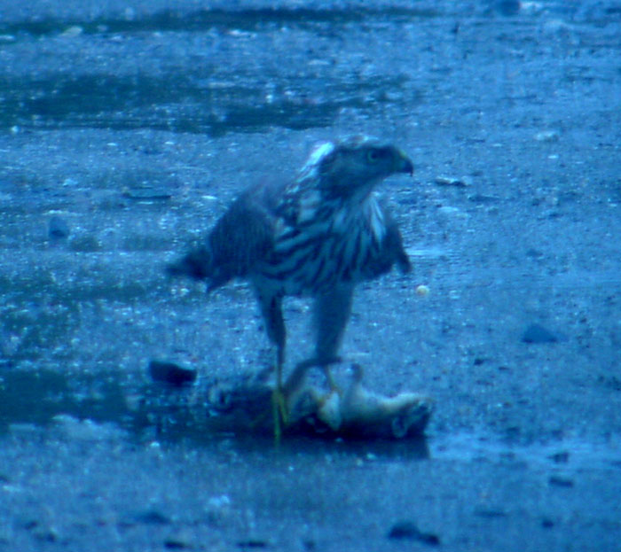 Hawk_Chipmunk_May_2006