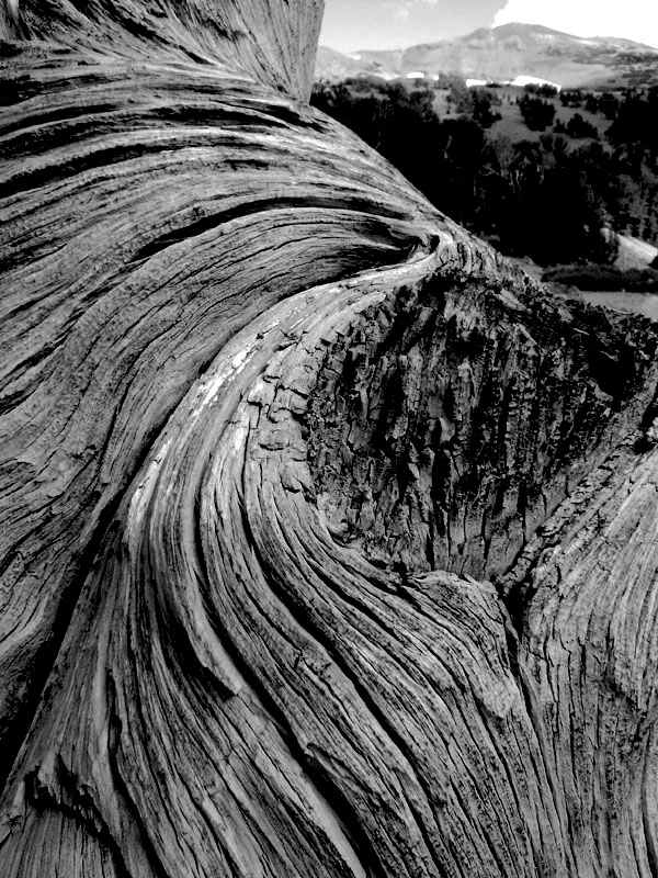 LabRat_Tree_Knot_BW_ala_Admas