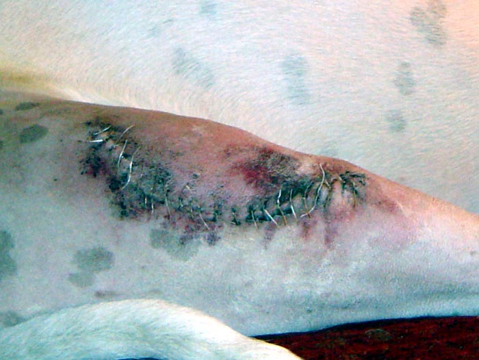 Moose_OUCH_00