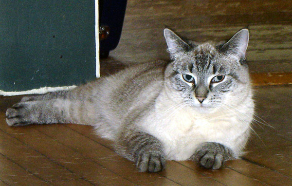 Rosie_Attitude