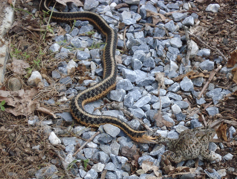 Snake_vs_Toad_6_07_00