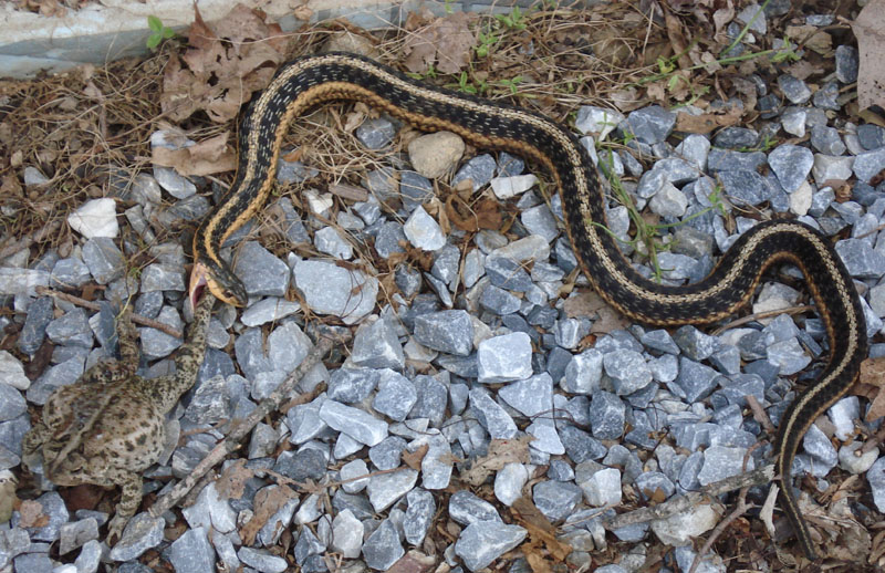 Snake_vs_Toad_6_07_01