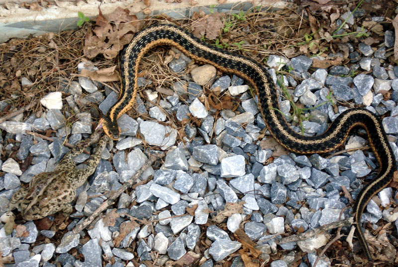 Snake_vs_Toad_6_07_02