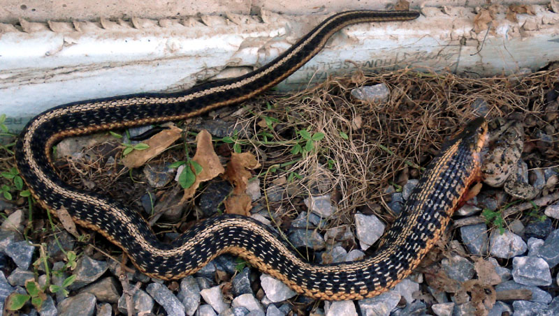 Snake_vs_Toad_6_07_03