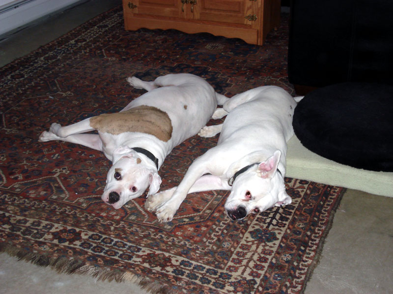 Zoe_Moose_March_07