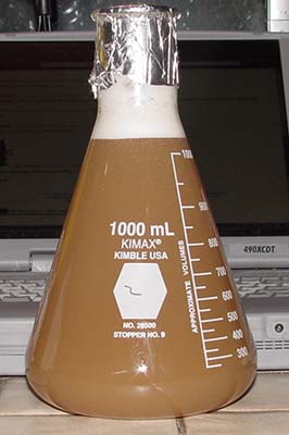 scotch_ale_starter