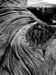 LabRat_Tree_Knot_BW_ala_Admas