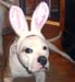 Moose_Easter_2005