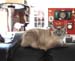Rosie_June_2007