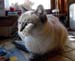 Rosie_Kitchen_Nov_04_00