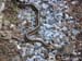 Snake_vs_Toad_6_07_00