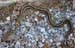 Snake_vs_Toad_6_07_01