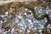 Snake_vs_Toad_6_07_02