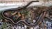 Snake_vs_Toad_6_07_03