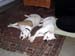Zoe_Moose_March_07