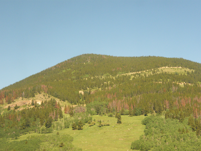 beetles are killing all of the pine trees
