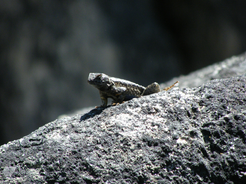 leetle leezard