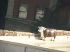 Cow on da roof, Denver