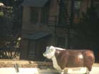 Cow on the roof, Denver