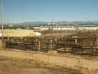 Denver old stockyards2