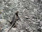 the leetle leezard